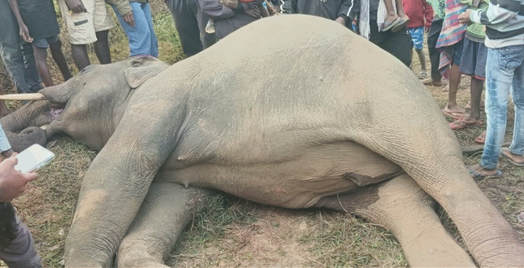 जगन्नाथपुर के सोसोपी गांव में हाथी की संदिग्ध मौत