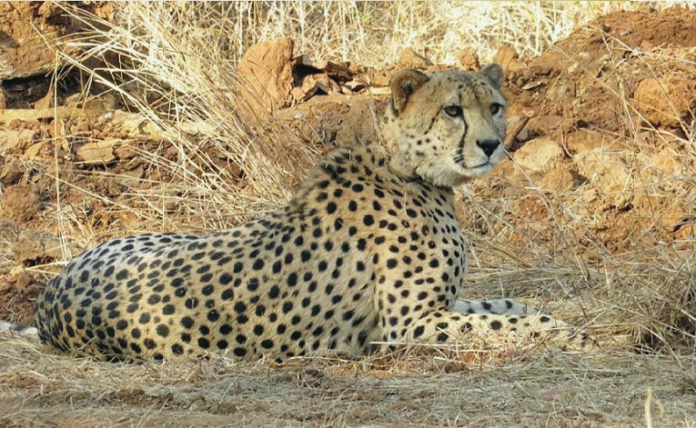 मुख्यमंत्री डॉ. यादव आज कूनो राष्ट्रीय उद्यान के जंगल में 3 चीतों को करेंगे रिलीज