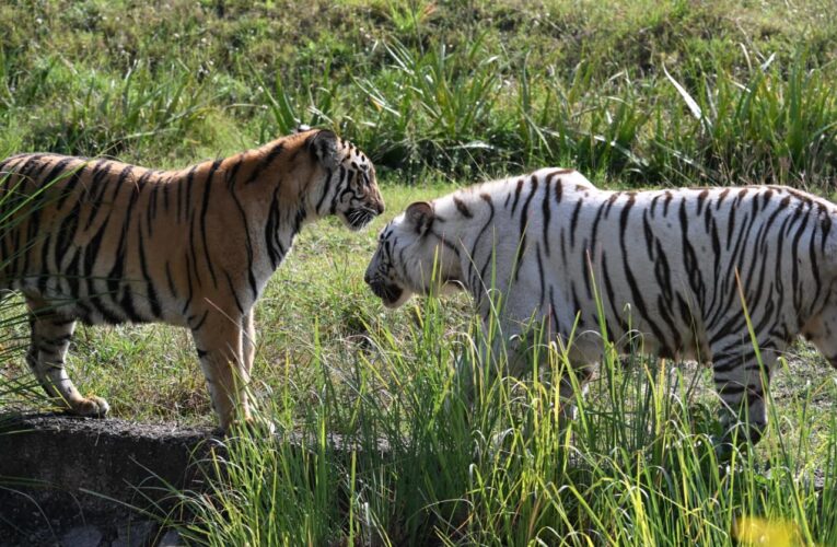 सैलानियों के लिए प्रमुख आकर्षण बने नाहरगढ़ जैविक उद्यान की टाइगर एवं लायन सफारी