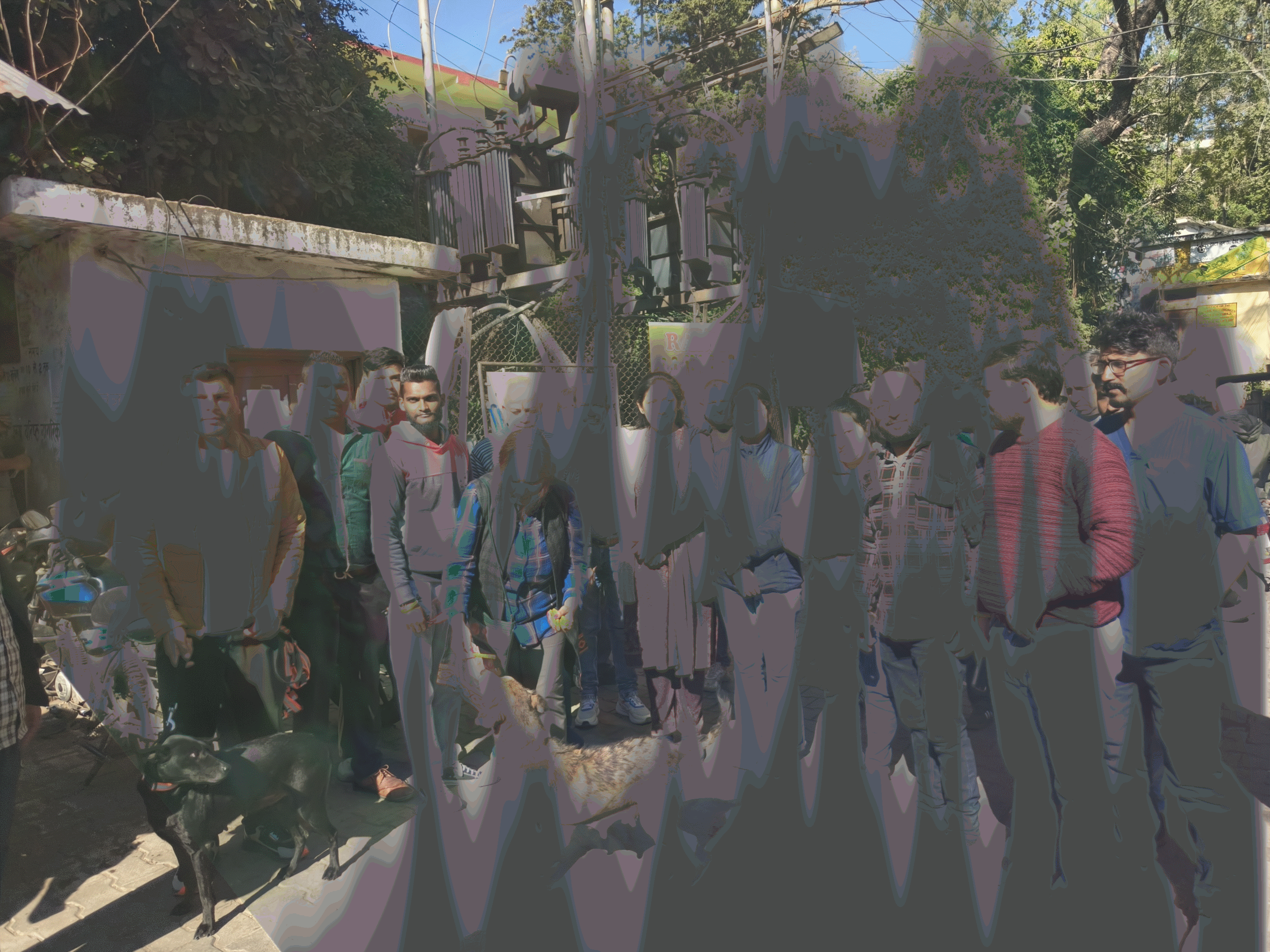 strey-dogs-veccination