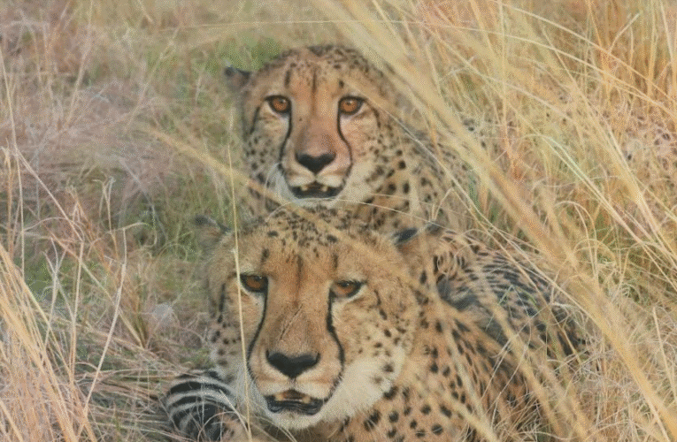 गांधीसागर वन्यजीव अभयारण्य में अंतराष्टीय चीता दिवस मनाया गया