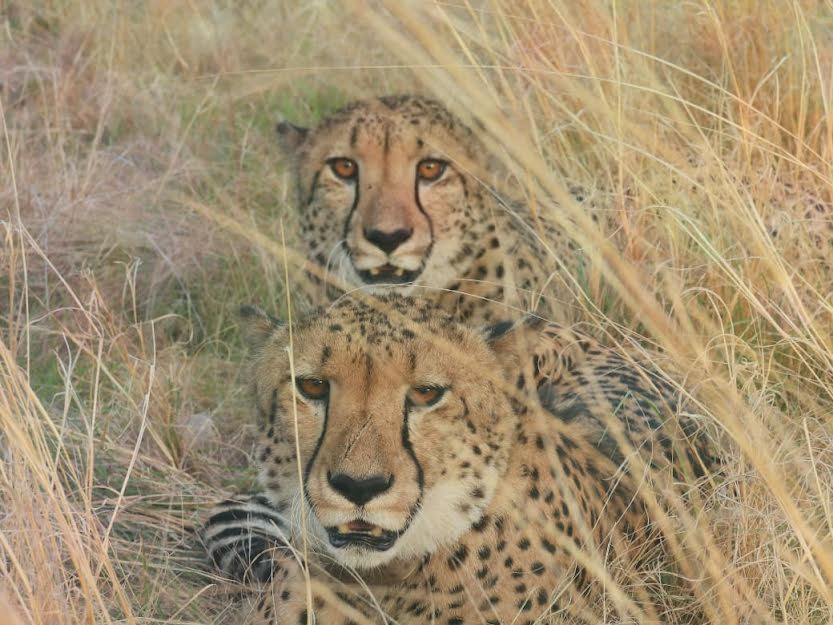 international-cheetah-day-celebrated-at-gandhi-sag