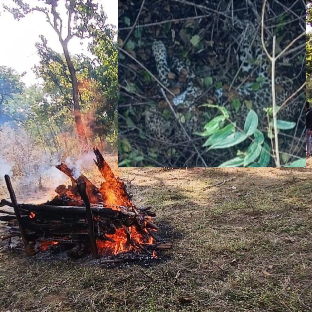 mp-leopard-died-after-coming-into-contact