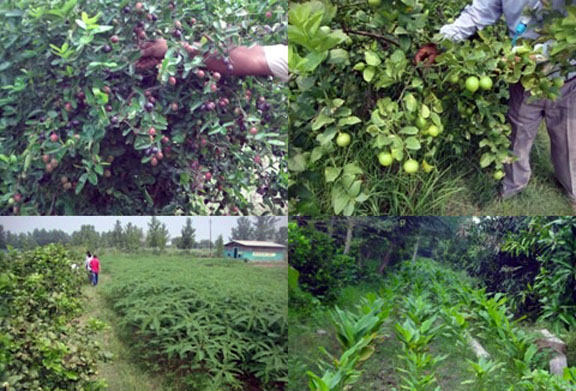 मंडी के वैज्ञानिक ने इज़ाद की बंदरों व जंगली जानवरों से फसलों को बचाने की सस्ती एवं पर्यावरण मित्र तकनीक