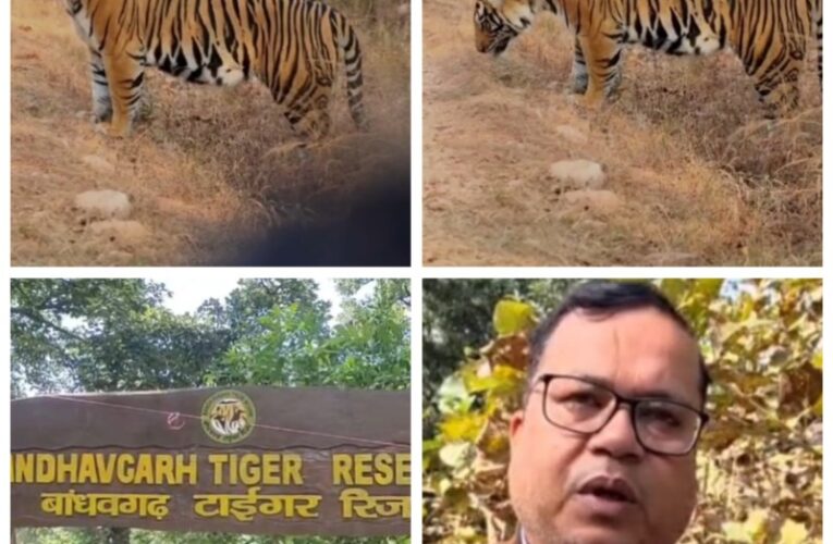 उमरिया: बांधवगढ़ टाइगर रिजर्व में बाघ का दिखा अलग नजारा, पर्यटक हुए रोमांचित