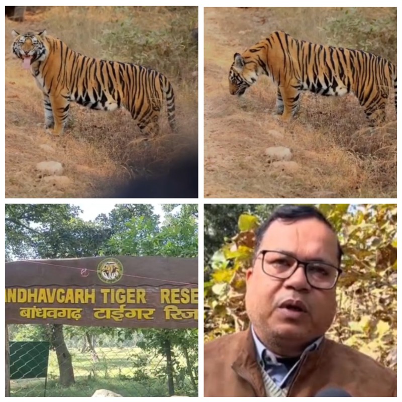 a-unique-sight-of-a-tiger-was-spotted-in-bandhavga