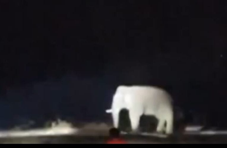 जंगली हाथियों के खतरे को लेकर प्रशासन ने जारी किया हेल्पलाइन नंबर