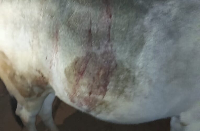 अनूपपुर: हिंसक वन्यप्राणी ने किया गाय पर हमला,आहार की तलाश में देर रात पहुंच गांव