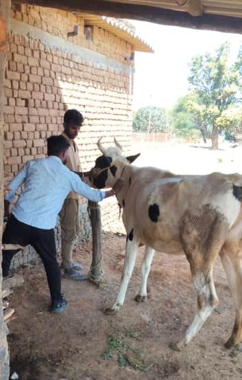 veterinary-team-treated-livestock