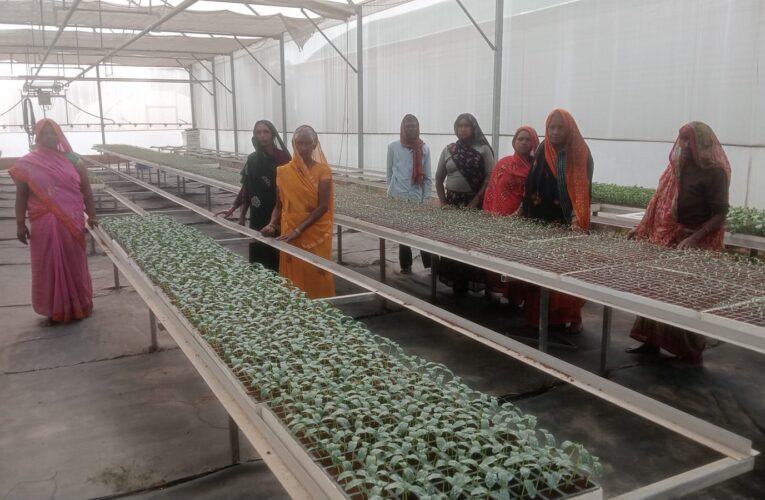 राजकीय नर्सरी सैदाबाद में उपलब्ध है गुणवत्तायुक्त, रोगमुक्त सब्जियों की बेहन