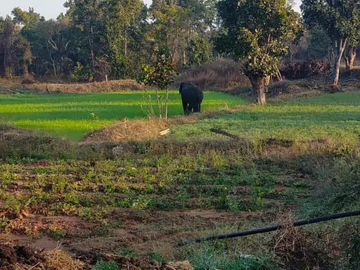 अनूपपुर: हाथी पहुंचा अनूपपुर नगर, वन अमला नदारद