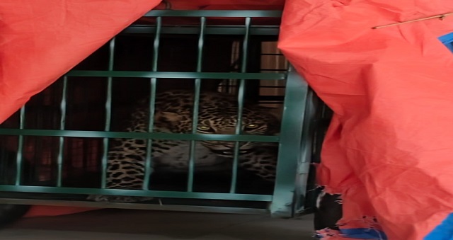 uk-guldar-trapped-cage