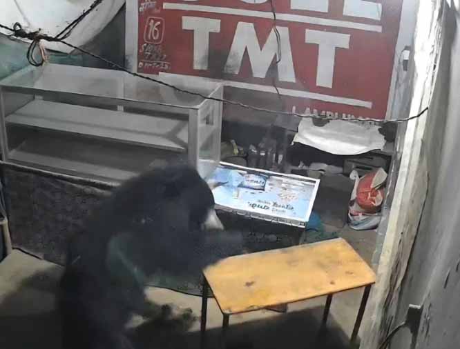 bear-entered-premieses-