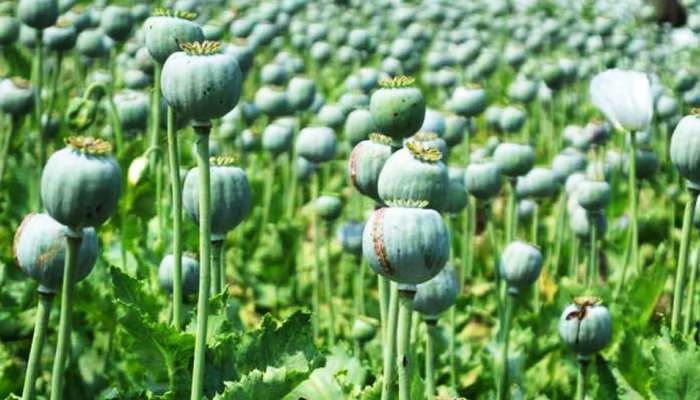 opium-cultivation-seized