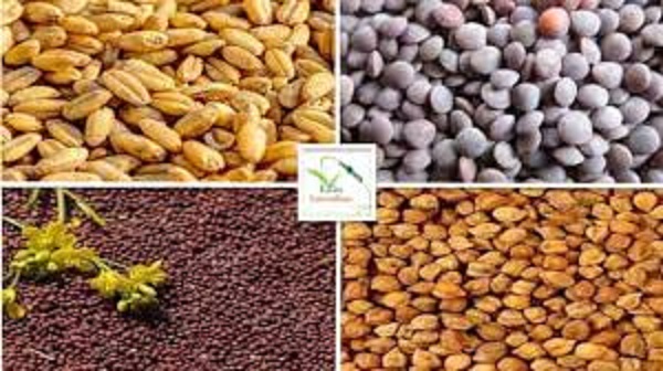 gehu-chana-masur-ka-panjiyan