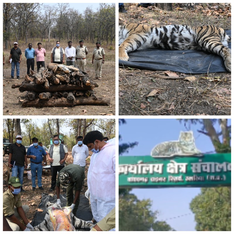 another-tigress-dies-in-bandha