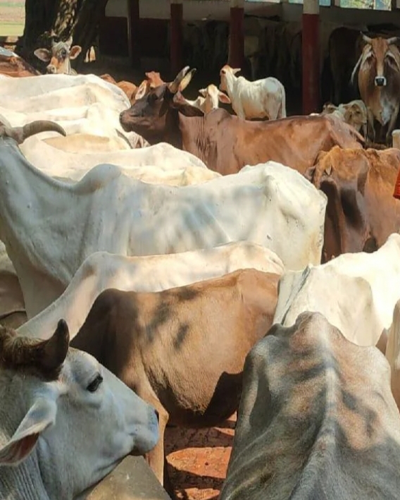 up-gau-sewa-training-kashi-