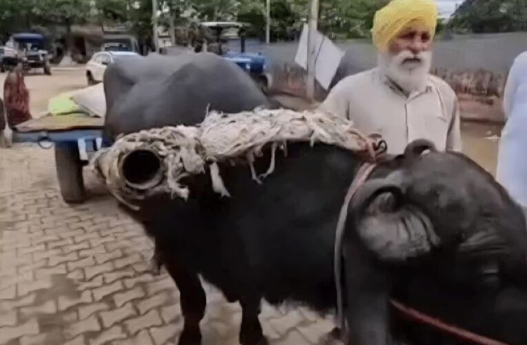 यमुनानगर:नंबर प्लेट नियम में उलझा किसान,झोटा-बग्गी लेकर पहुंचे तो मंडी गेट पर रोका