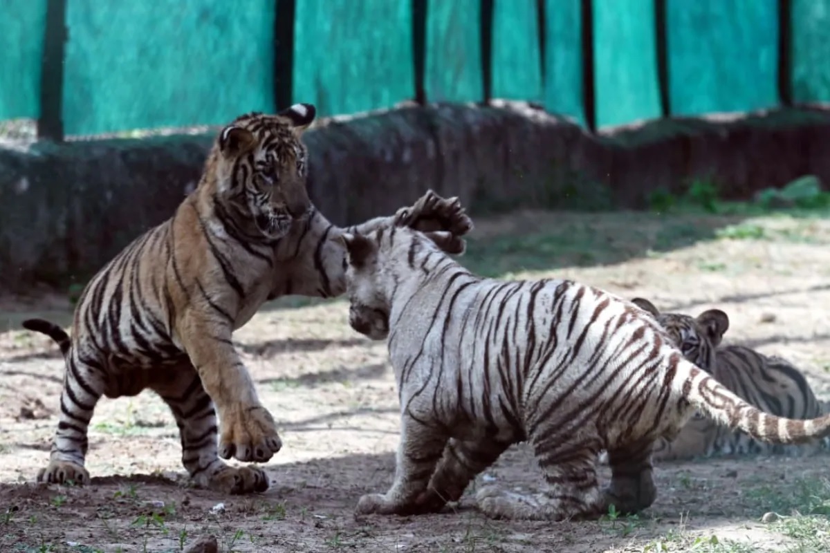 roars-of-tigers-echo-in-nahargarh