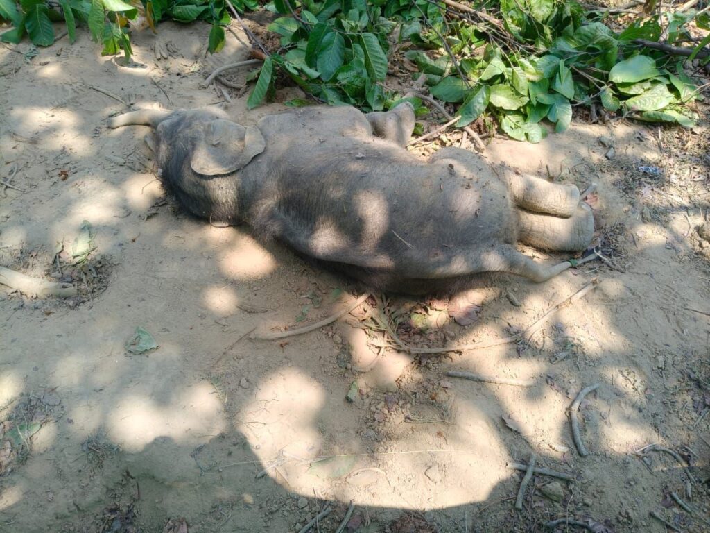 miner-elephant-die-in-lalunga