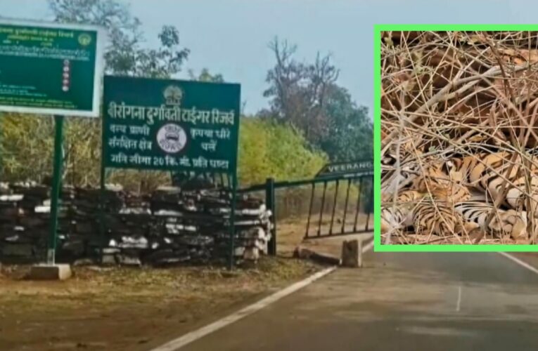 सागर के वीरांगना दुर्गावती टाइगर रिजर्व में गूंजी किलकारी, बाघिन एन 6 ने चार शावकों को दिया जन्म