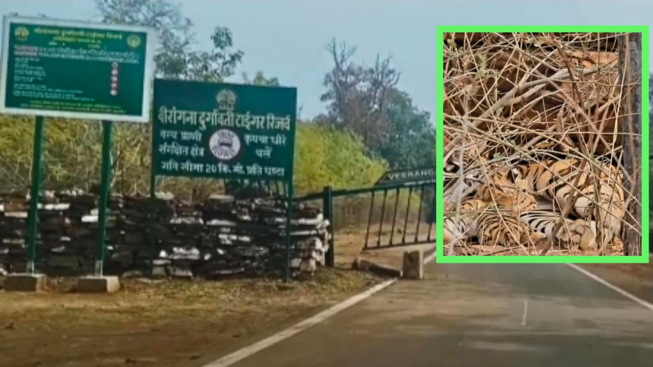 durgavati-tiger-reserve-tigres