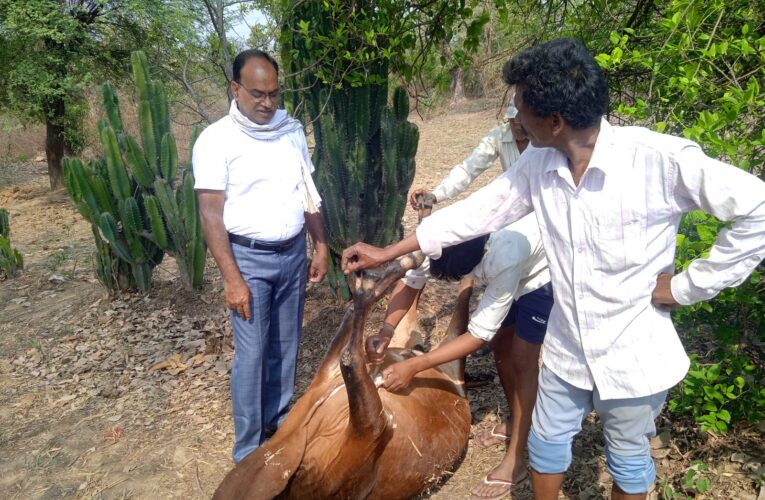 अनूपपुर: हाथी ने सेंदुरी गांव के चार मवेशियों को उतारा मौत के घाट, एक गम्भीर घायल