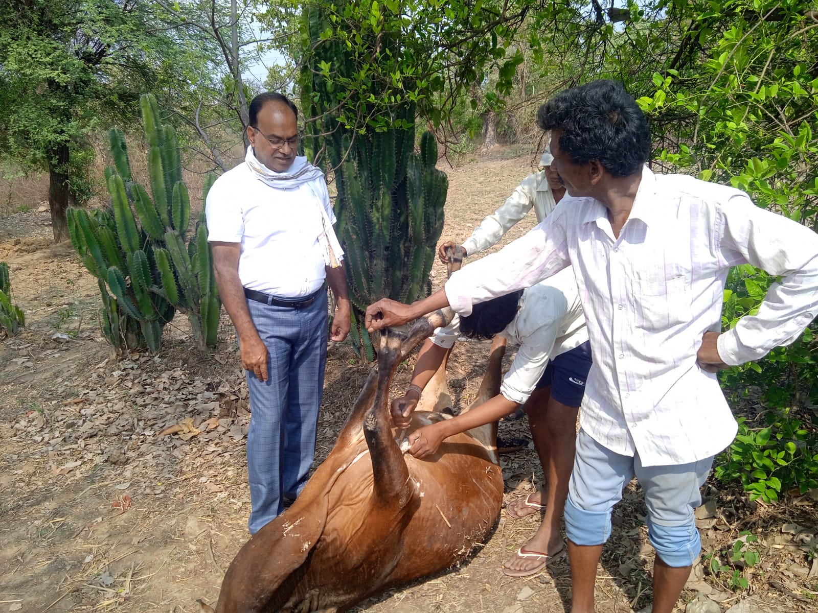 elephant-kills-four-livestock-
