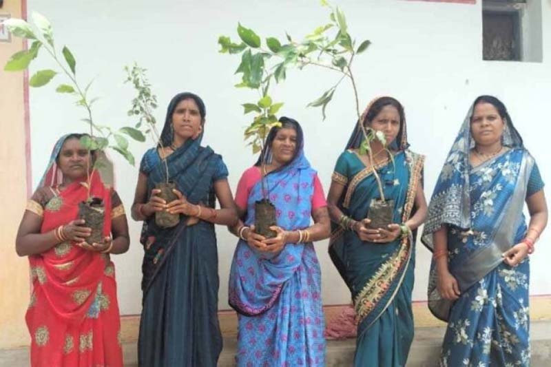 mahatari-vandan-plantation-cg