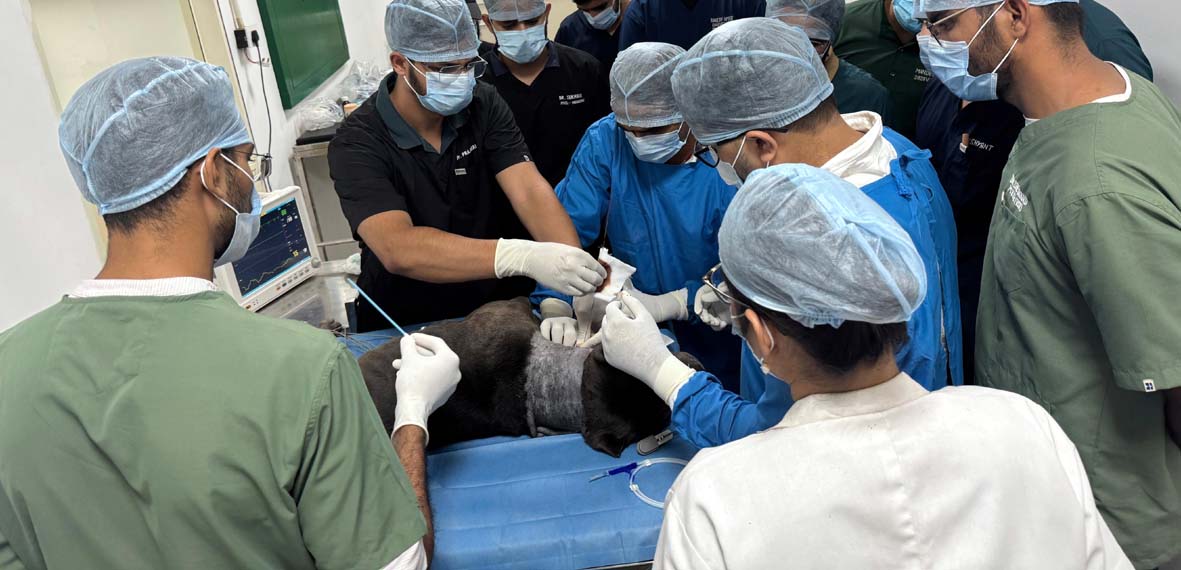 pet-dogs-will-get-a-new-lease-