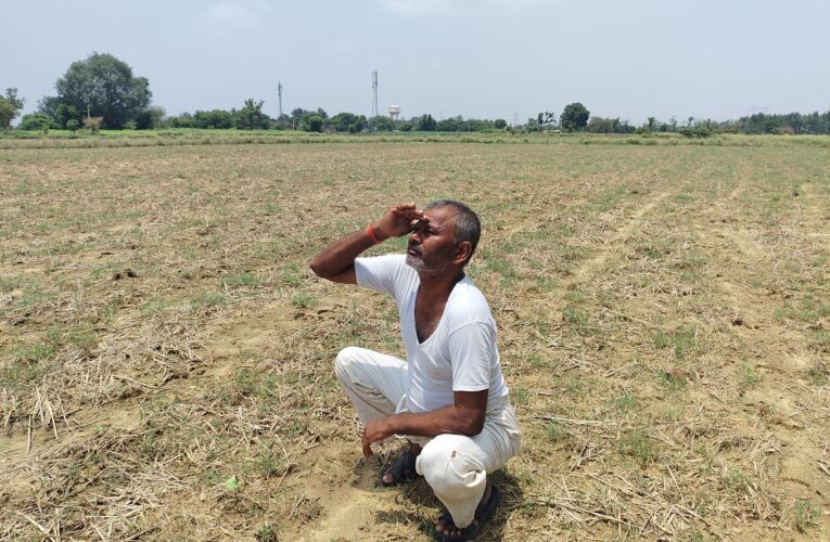 औरैया : बारिश की बेरुखी से सूखे खेत, तिल की बुआई अटकी, किसानों की बढ़ी चिंता
