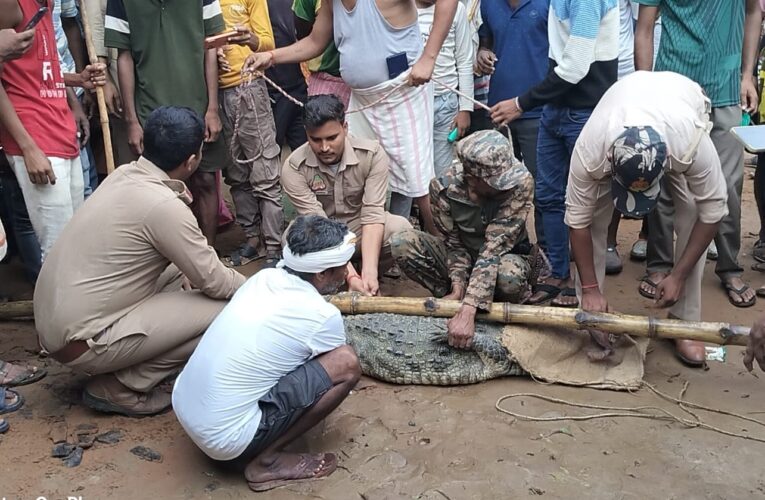 सात फीट का मगरमच्छ बस्ती में पहुंचा, वन विभाग ने सुरक्षित रेस्क्यू कर जलाशय में छोड़ा