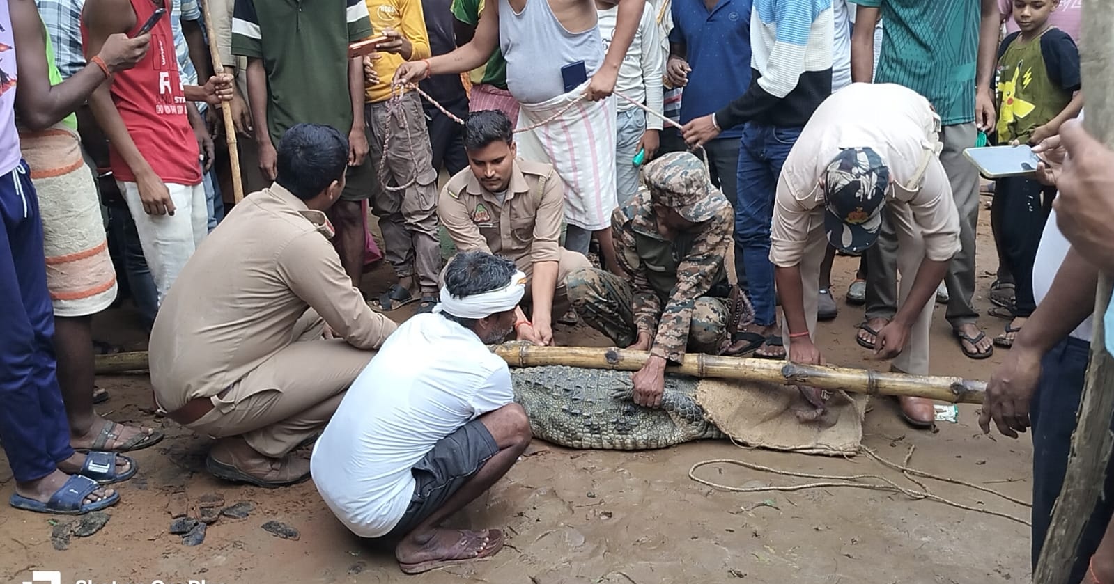 up-seven-foot-long-crocodile-w