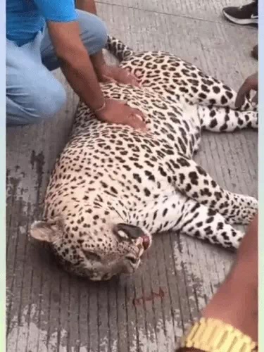 panther-road-accident