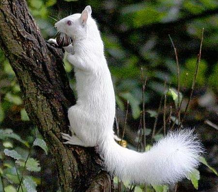 rare-white-squirrel-spotted