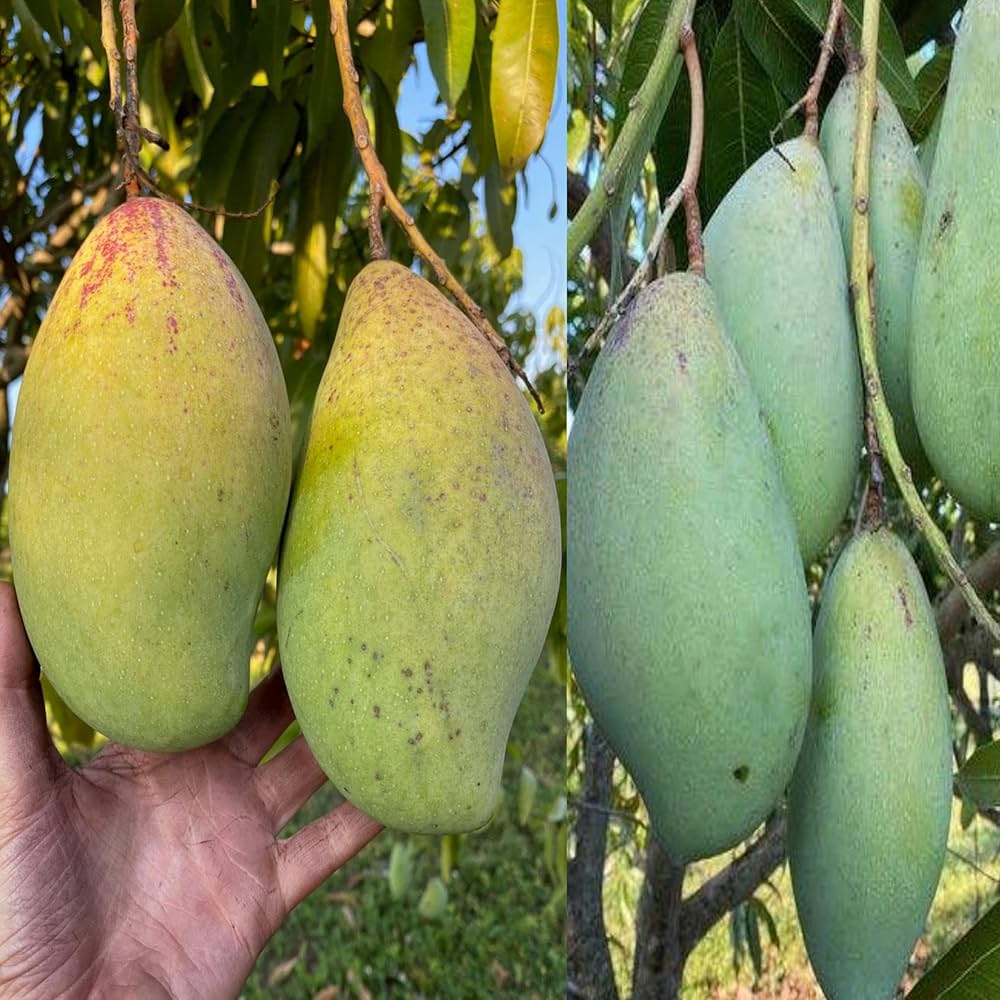 totapuri-mango-committe-formed