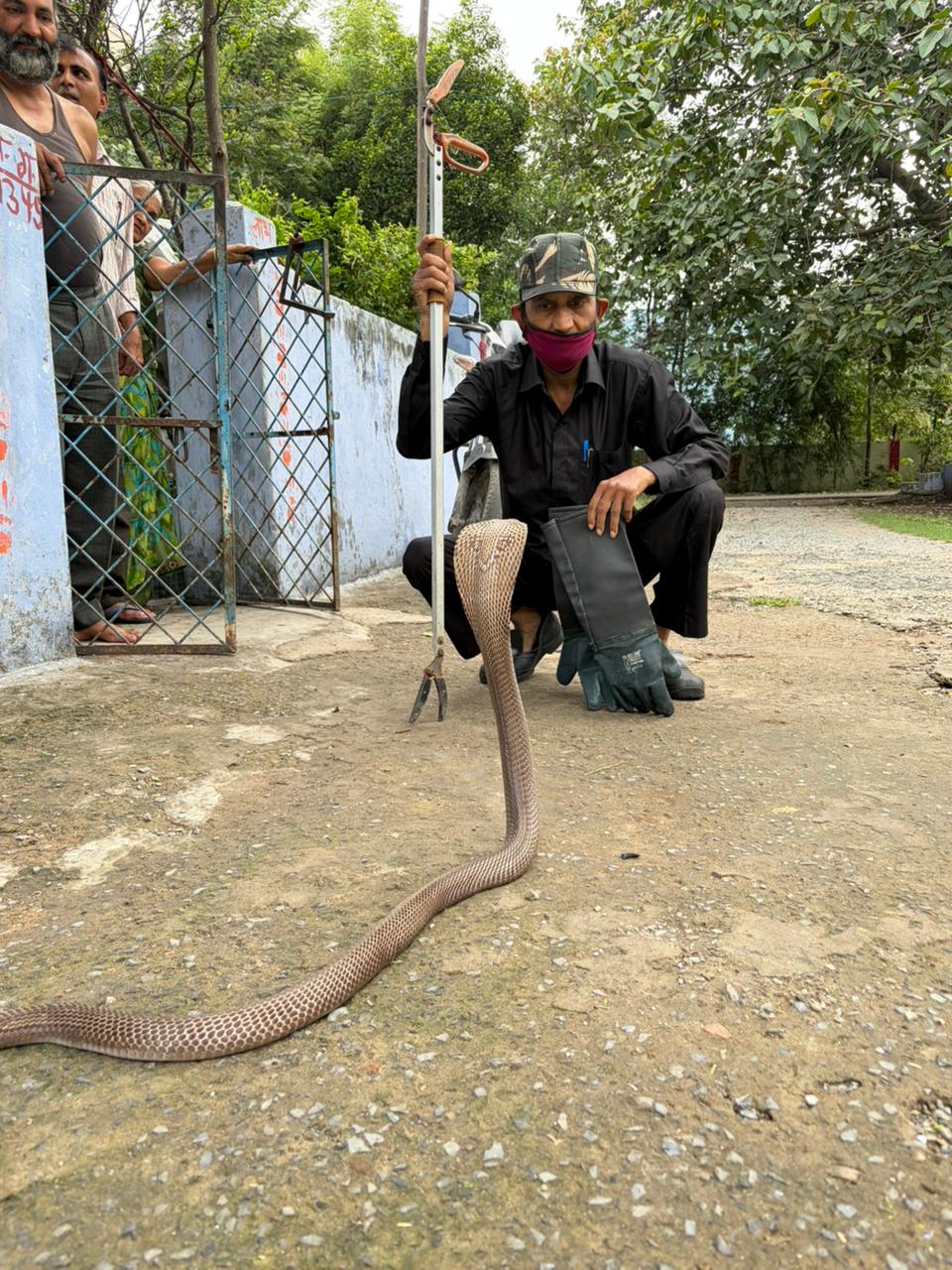 four-foot-long-cobra-found-kobra