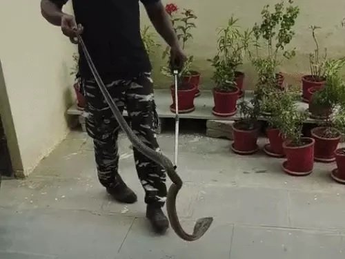 black-cobra-enters-sdms-official-residence