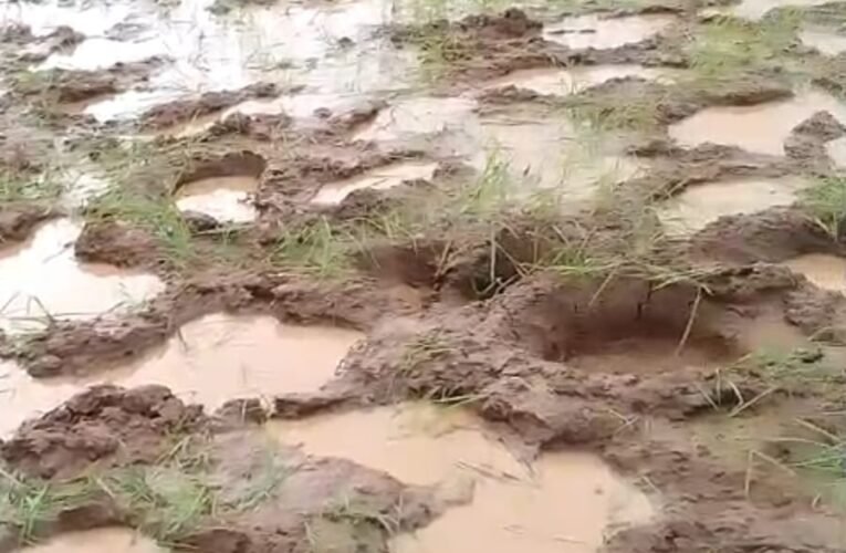 रनिया में जंगली हाथियों का बढ़ा आतंक, धान की फसल रौंदने से किसान चिंतित