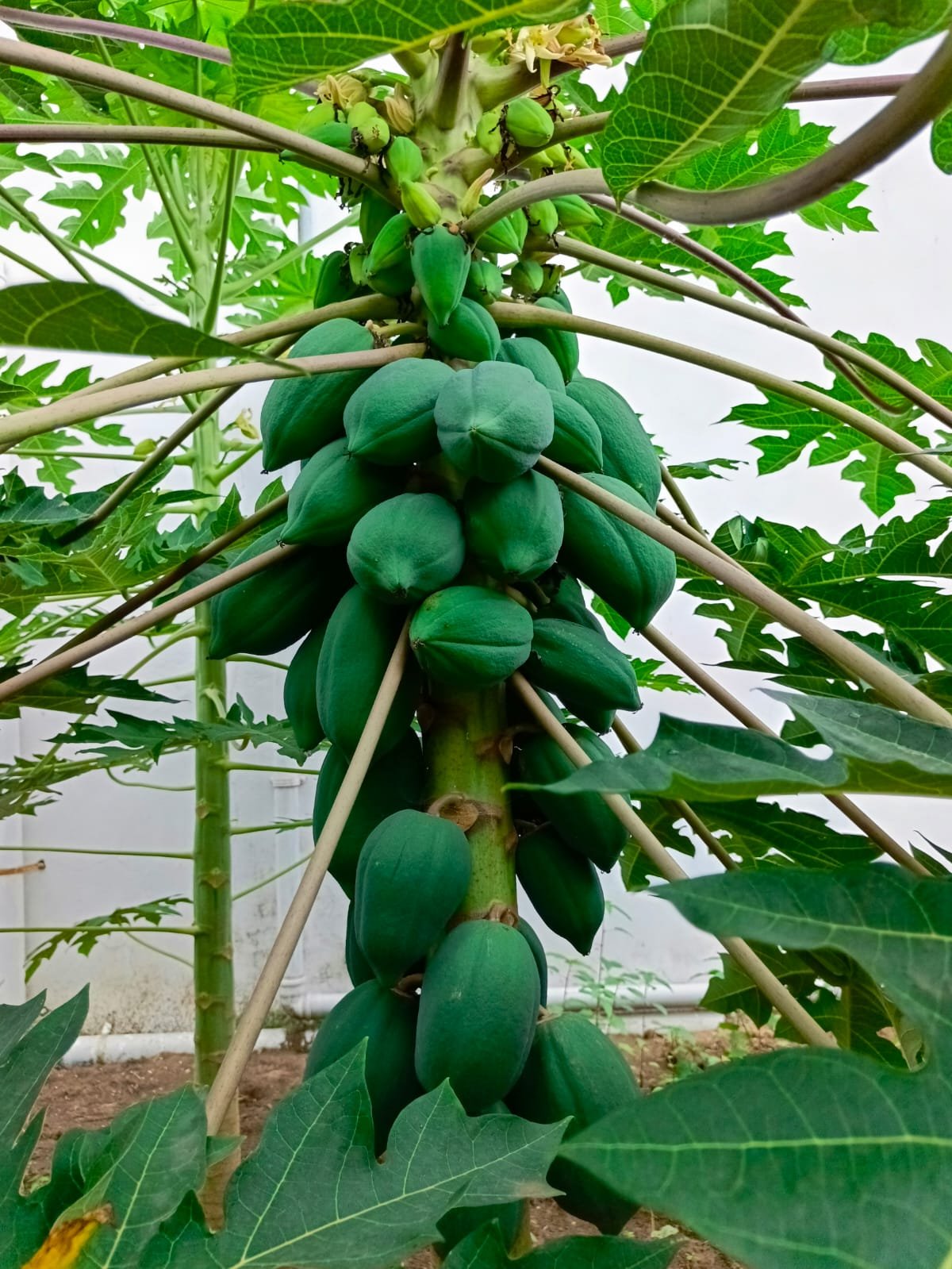 get-weather-based-insurance-for-horticultural-crop