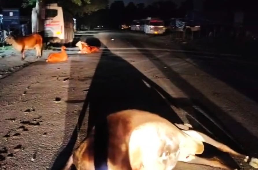 uk-three-cows-hit-car