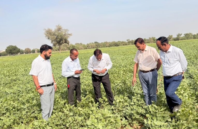 बारिश के बिना भी काजरी की मोठ किस्मों का उत्कृष्ट प्रदर्शन