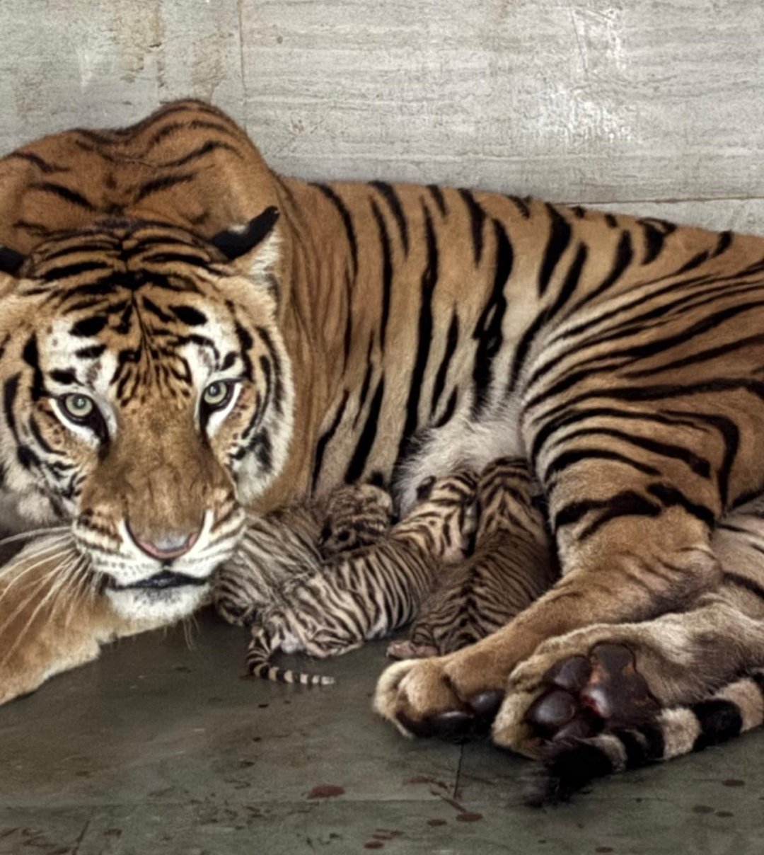 jh-tigress-sunaina-three-cubs-tata-zoo-suggestions